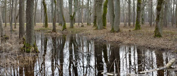 Orman Parkına Giden Yol Sonbahar Renkleri Yumuşak Güneş Işığı Güçlü — Stok fotoğraf