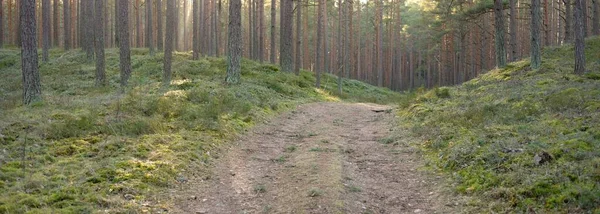 Pathway Majestic Evergreen Forest Mighty Pine Spruce Trees Soft Sunset — Fotografia de Stock