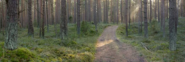 Görkemli Evergreen Ormanı 'ndan geçen yol. Güçlü çam ve çam ağaçları. Yumuşak günbatımı ışığı. Baharın başında. Saf doğa. Ekoloji, doğa yürüyüşü, sağlıklı yaşam tarzı kavramları