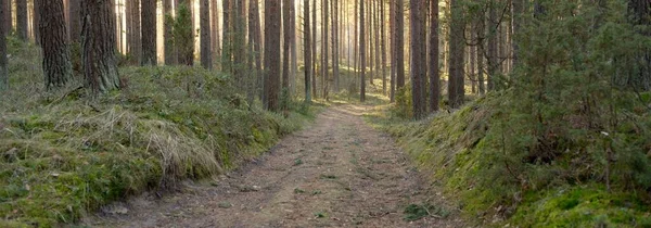 Caminho Através Majestosa Floresta Perene Pinheiros Poderosos Árvores Abeto Luz — Fotografia de Stock
