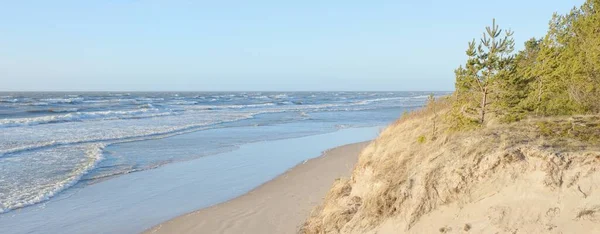 Baltic Sea Storm Sand Dunes Golden Dune Grass Evergreen Pine — стоковое фото