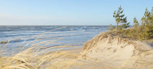 Baltské Moře Bouři Písečné Duny Zlatá Dunová Tráva Věčně Zelený — Stock fotografie