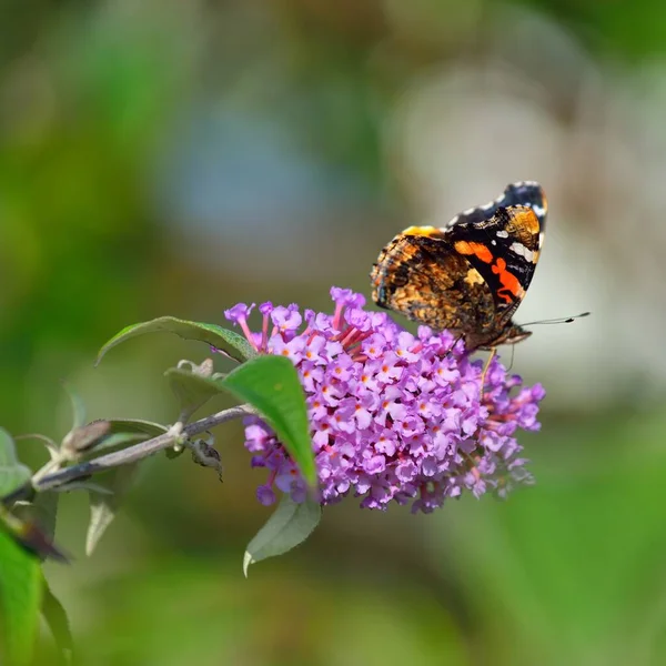 Kızıl Amiral (Vanessa atalanta) pembe çiçeklerin üzerindeki kelebek, yakın plan. Glasgow, İskoçya