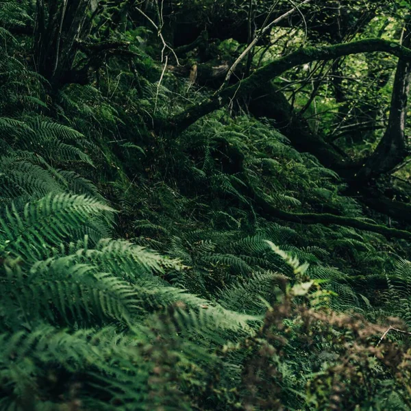 Adembenemend Uitzicht Het Schotse Regenwoud Oude Bomen Mos Varens Van — Stockfoto