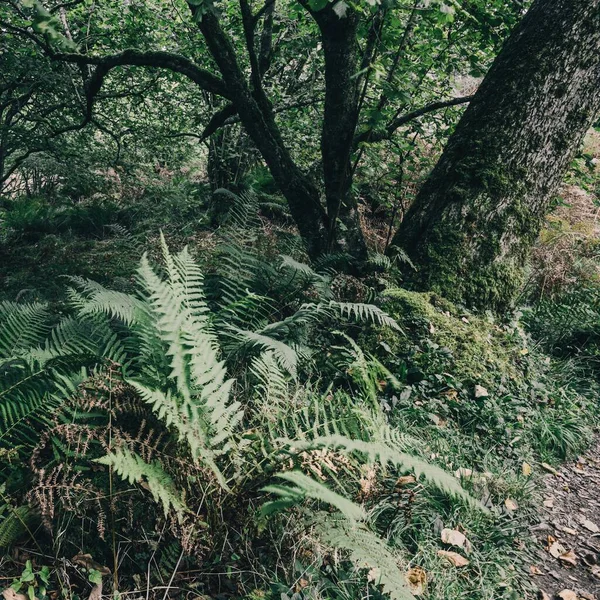 Vista Deslumbrante Floresta Tropical Escocesa Árvores Antigas Musgo Samambaia Perto — Fotografia de Stock