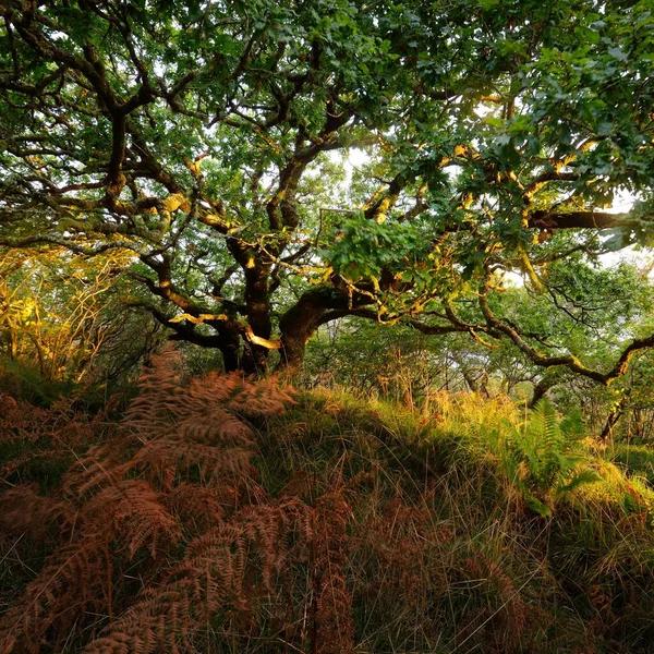 İskoç yağmur ormanlarının nefes kesici manzarası. Antik ağaçlar, yosun ve eğreltiotu yakın plan. Saf sabah güneşi. Crinan Kanalı, Argyll ve Bute, İskoçya, İngiltere