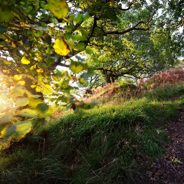 İskoç yağmur ormanlarının nefes kesici manzarası. Antik ağaçlar, yosun ve eğreltiotu yakın plan. Saf sabah güneşi. Crinan Kanalı, Argyll ve Bute, İskoçya, İngiltere