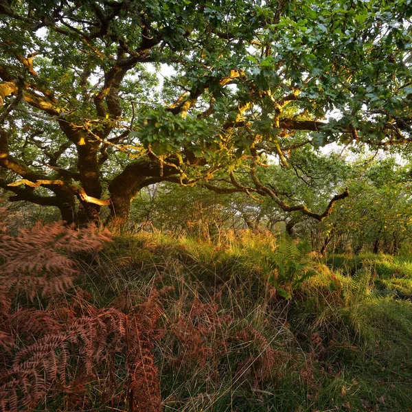 İskoç yağmur ormanlarının nefes kesici manzarası. Antik ağaçlar, yosun ve eğreltiotu yakın plan. Saf sabah güneşi. Crinan Kanalı, Argyll ve Bute, İskoçya, İngiltere