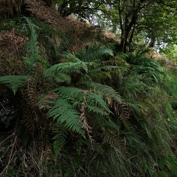 İskoç yağmur ormanlarının nefes kesici manzarası. Antik ağaçlar, yosun ve eğreltiotu yakın plan. Saf sabah güneşi. Crinan Kanalı, Argyll ve Bute, İskoçya, İngiltere