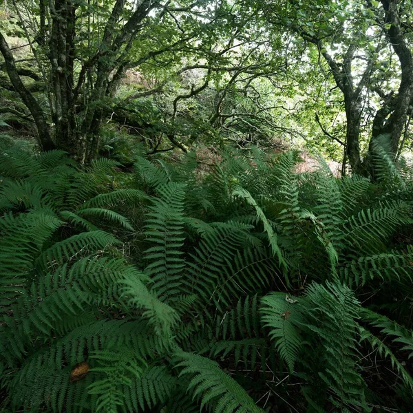 Потрясающий Вид Шотландский Тропический Лес Древние Деревья Мох Папоротник Крупным — стоковое фото