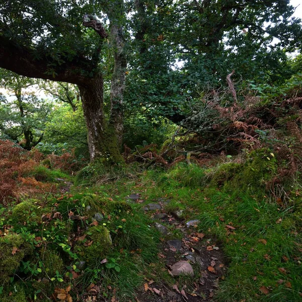 İskoç yağmur ormanlarının nefes kesici manzarası. Antik ağaçlar, yosun ve eğreltiotu yakın plan. Saf sabah güneşi. Crinan Kanalı, Argyll ve Bute, İskoçya, İngiltere
