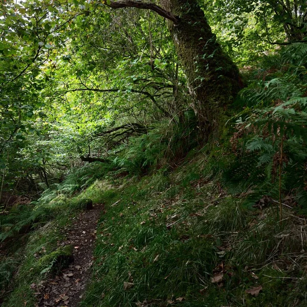 Εκπληκτική Θέα Του Τροπικού Δάσους Της Σκωτίας Αρχαία Δέντρα Βρύα — Φωτογραφία Αρχείου