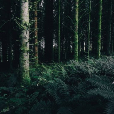 Ardrishaig 'in küçük bir köyündeki Evergreen kozalaklı orman. Ağaçlar ve eğrelti otları yakın plan. Loch Fyne, Crinan Kanalı, Argyll ve Bute, İskoçya, İngiltere. Karanlık, gizemli bir manzara. Çevresel koruma