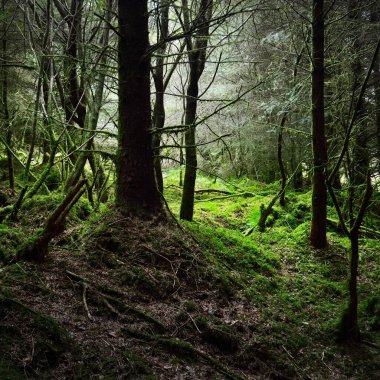 Karanlık orman sahnesi. Eski yosunlu köknar ağaçları ve eğreltiotu yaprakları yakın plan, arka planda ağaç gövdeleri. Ardrishaig, Loch Fyne, Crinan Kanalı, Argyll ve Bute, İskoçya, İngiltere