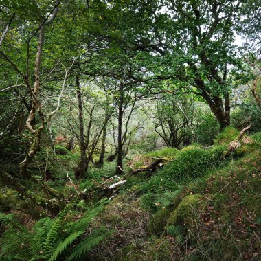 İskoç yağmur ormanlarının nefes kesici manzarası. Antik ağaçlar, yosun ve eğreltiotu yakın plan. Saf sabah güneşi. Crinan Kanalı, Argyll ve Bute, İskoçya, İngiltere