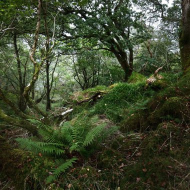 İskoç yağmur ormanlarının nefes kesici manzarası. Antik ağaçlar, yosun ve eğreltiotu yakın plan. Saf sabah güneşi. Crinan Kanalı, Argyll ve Bute, İskoçya, İngiltere