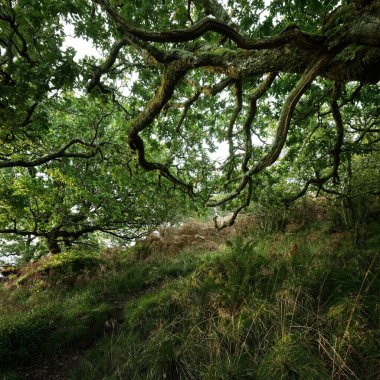 İskoç yağmur ormanlarının nefes kesici manzarası. Antik ağaçlar, yosun ve eğreltiotu yakın plan. Saf sabah güneşi. Crinan Kanalı, Argyll ve Bute, İskoçya, İngiltere