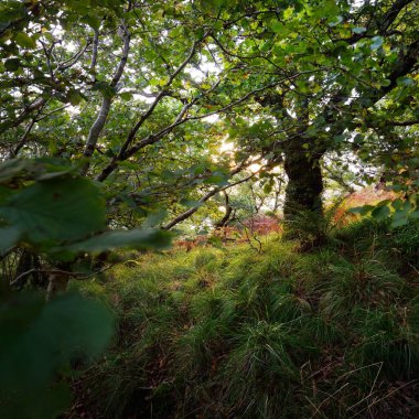İskoç yağmur ormanlarının nefes kesici manzarası. Antik ağaçlar, yosun ve eğreltiotu yakın plan. Saf sabah güneşi. Crinan Kanalı, Argyll ve Bute, İskoçya, İngiltere