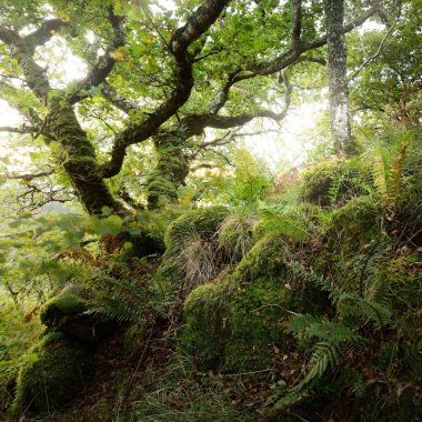 İskoç yağmur ormanlarının nefes kesici manzarası. Antik ağaçlar, yosun ve eğreltiotu yakın plan. Saf sabah güneşi. Crinan Kanalı, Argyll ve Bute, İskoçya, İngiltere
