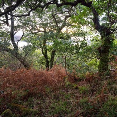 İskoç yağmur ormanlarının nefes kesici manzarası. Antik ağaçlar, yosun ve eğreltiotu yakın plan. Saf sabah güneşi. Crinan Kanalı, Argyll ve Bute, İskoçya, İngiltere