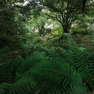 İskoç yağmur ormanlarının nefes kesici manzarası. Antik ağaçlar, yosun ve eğreltiotu yakın plan. Saf sabah güneşi. Crinan Kanalı, Argyll ve Bute, İskoçya, İngiltere
