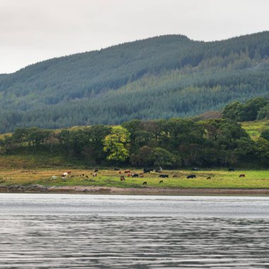 Bute 'un kayalık kıyılarının sudan panoramik görüntüsü. Tepeler ve dağlar arka planda. İnekler vadide otlar.. Karanlık fırtına gökyüzü. Bute Adası, Clyde Firth, İskoçya, İngiltere