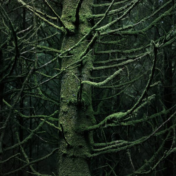 Old mossy fir trees and fern leaves close-up, tree trunks in the background. Dark forest scene. Ardrishaig, Loch Fyne, Crinan Canal, Argyll and Bute, Scotland, UK