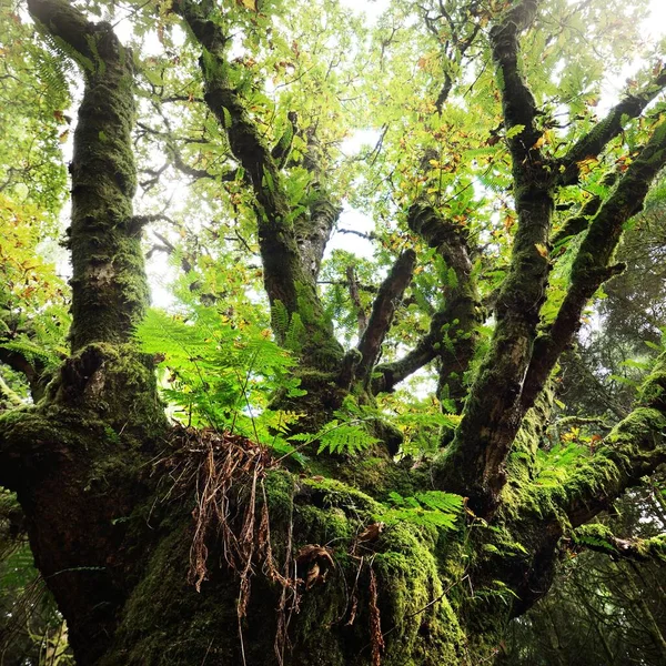 Escena Del Bosque Oscuro Antiguo Árbol Musgoso Seco Hojas Helecho — Foto de Stock