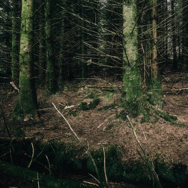 Evergreen Jehličnatý Les Malé Vesnici Ardrishaig Loch Fyne Crinan Canal — Stock fotografie