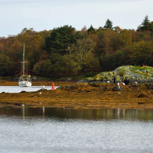 View Shores Tarbert Water Yacht Close Forest Background Cloudy Autumn — 图库照片