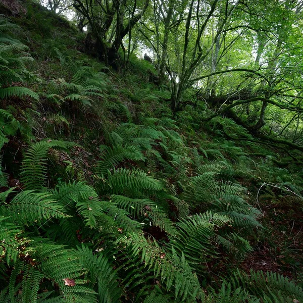 Adembenemend Uitzicht Het Schotse Regenwoud Oude Bomen Mos Varens Van — Stockfoto