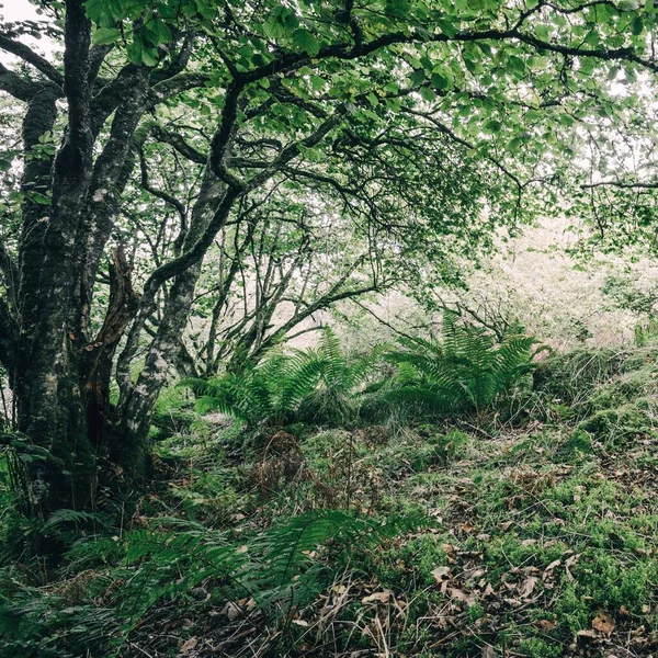 Adembenemend Uitzicht Het Schotse Regenwoud Oude Bomen Mos Varens Van — Stockfoto