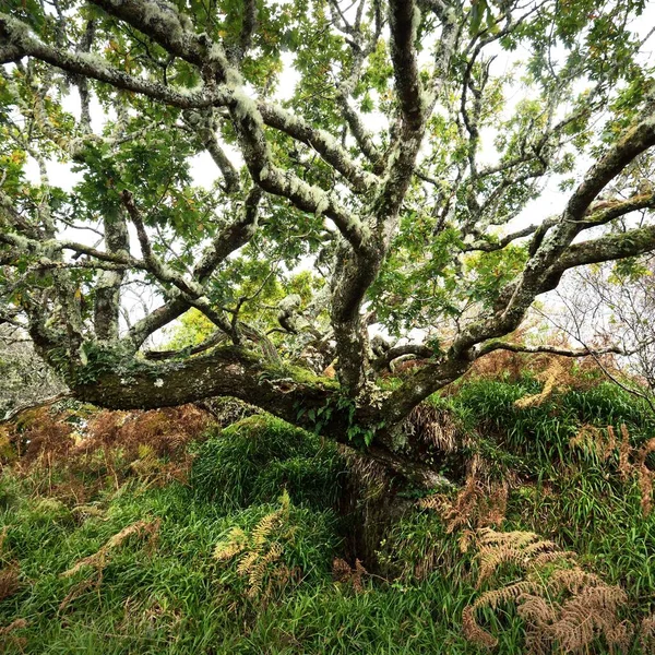 Úchvatný Pohled Skotský Deštný Prales Starobylé Stromy Mech Kapradiny Čisté — Stock fotografie