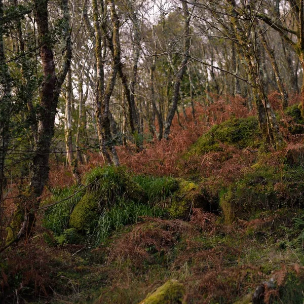 Breathtaking View Scottish Rainforest Ancient Trees Moss Fern Close Pure — Stock Photo, Image