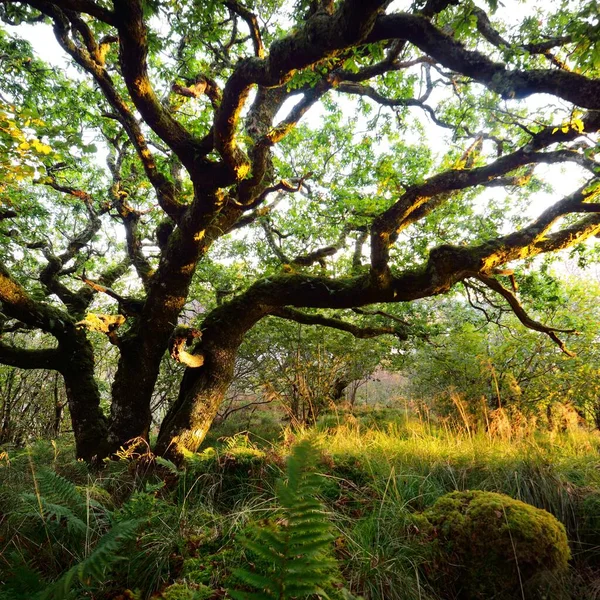 İskoç yağmur ormanlarının nefes kesici manzarası. Antik ağaçlar, yosun ve eğreltiotu yakın plan. Saf sabah güneşi. Crinan Kanalı, Argyll ve Bute, İskoçya, İngiltere