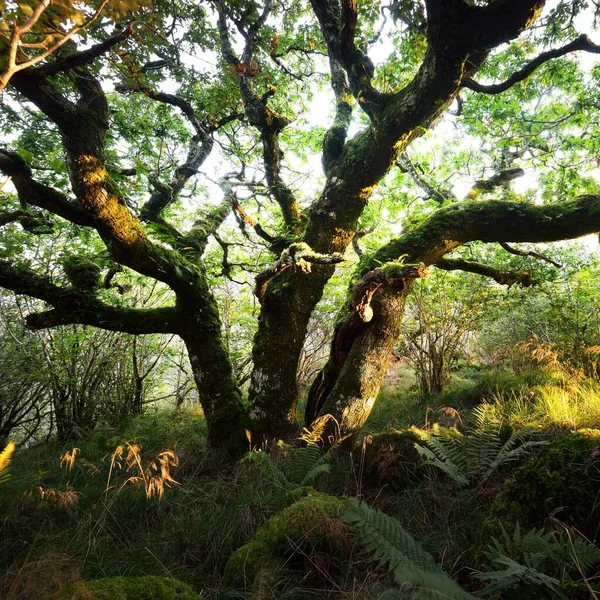 İskoç yağmur ormanlarının nefes kesici manzarası. Antik ağaçlar, yosun ve eğreltiotu yakın plan. Saf sabah güneşi. Crinan Kanalı, Argyll ve Bute, İskoçya, İngiltere