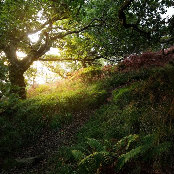 İskoç yağmur ormanlarının nefes kesici manzarası. Antik ağaçlar, yosun ve eğreltiotu yakın plan. Saf sabah güneşi. Crinan Kanalı, Argyll ve Bute, İskoçya, İngiltere