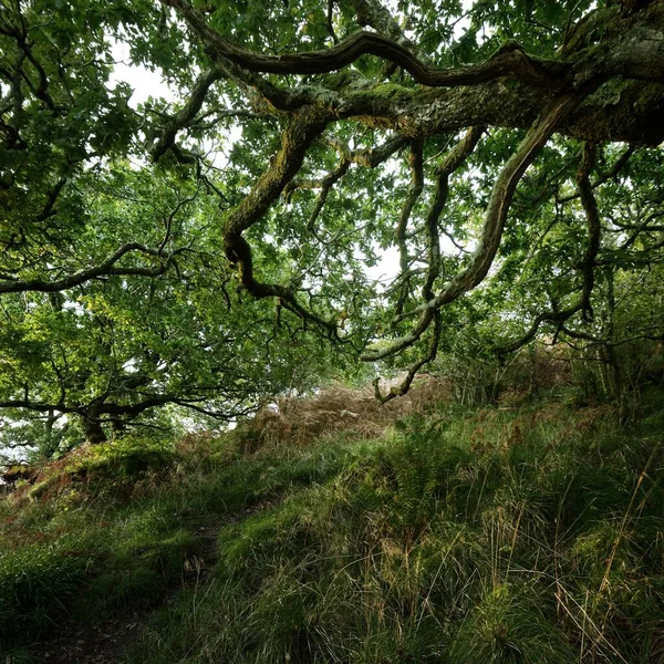 İskoç yağmur ormanlarının nefes kesici manzarası. Antik ağaçlar, yosun ve eğreltiotu yakın plan. Saf sabah güneşi. Crinan Kanalı, Argyll ve Bute, İskoçya, İngiltere
