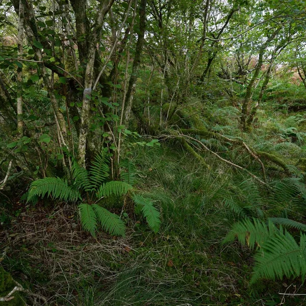 İskoç yağmur ormanlarının nefes kesici manzarası. Antik ağaçlar, yosun ve eğreltiotu yakın plan. Saf sabah güneşi. Crinan Kanalı, Argyll ve Bute, İskoçya, İngiltere
