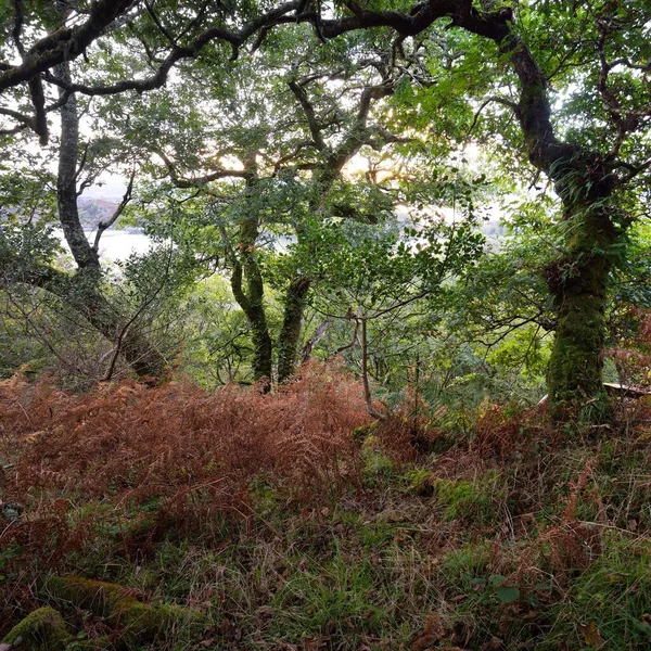 İskoç yağmur ormanlarının nefes kesici manzarası. Antik ağaçlar, yosun ve eğreltiotu yakın plan. Saf sabah güneşi. Crinan Kanalı, Argyll ve Bute, İskoçya, İngiltere