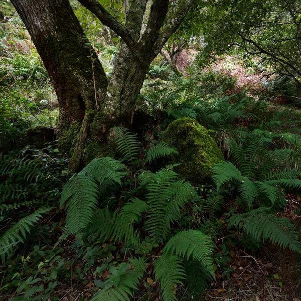 Adembenemend Uitzicht Het Schotse Regenwoud Oude Bomen Mos Varens Van — Stockfoto