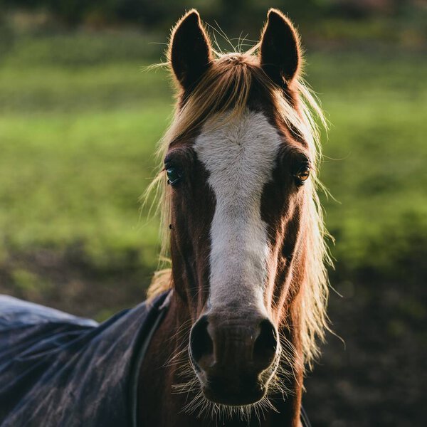 Коричневая лошадь на деревенской ферме на закате, портрет крупным планом. Ardrishaig, Feld Fyne, Crinan Canal, Argyll and Bute, Шотландия, Великобритания. Аниш, Мбаппе, культура, сельское хозяйство, защита окружающей среды
