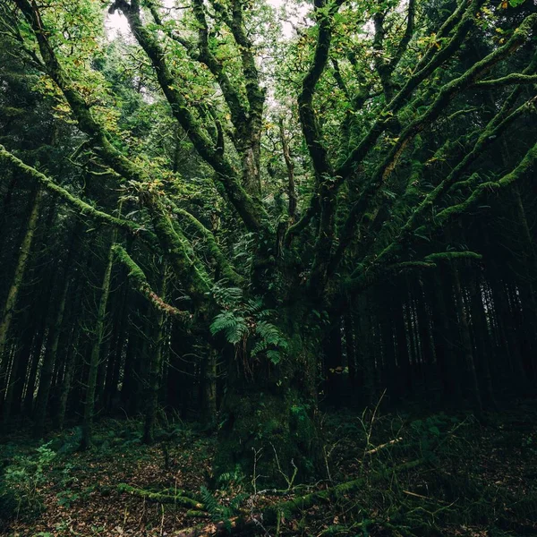 Evergreen Skog Liten Ardrishaig Mäktigt Mossigt Träd Nära Håll Loch — Stockfoto