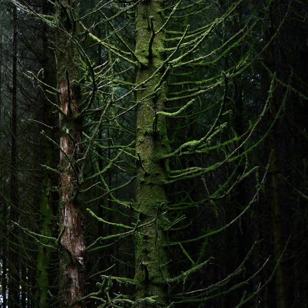 Staré Mechové Jedle Kapradinové Listy Zblízka Kmeny Stromů Pozadí Temná — Stock fotografie