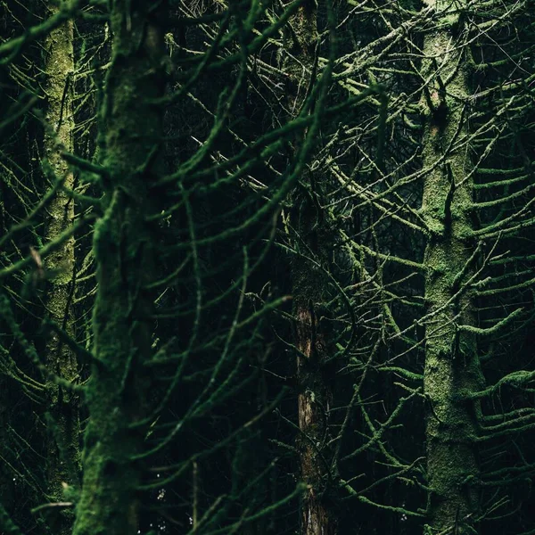 Evergreen Хвойных Лесов Маленькой Деревне Ardrishaig Пихты Крупным Планом Файн — стоковое фото