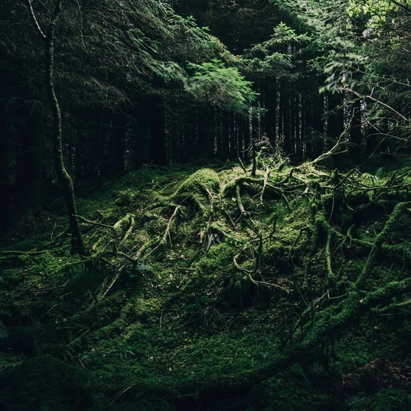 Evergreen Coniferous Forest Small Village Ardrishaig Loch Fyne Crinan Canal — Stock Photo, Image