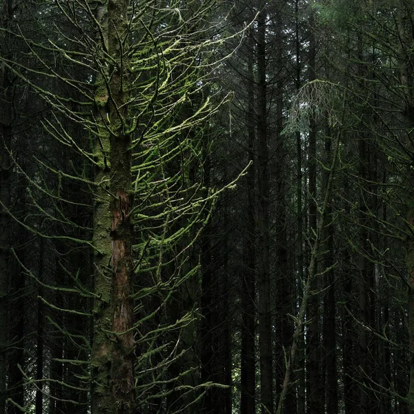 Old Mossy Fir Trees Fern Leaves Close Tree Trunks Background — Zdjęcie stockowe