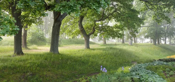 Vista Panorâmica Jardim Botânico Verde Arboreto Dia Ensolarado Verão Após — Fotografia de Stock