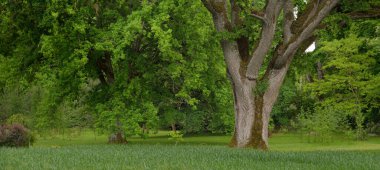 Yeşil yaprak döken ormanda (halk parkında) kudretli büyücü meşe ağacının yakın çekimi. Atmosferik yaz manzarası. Saf doğa, ekoloji, çevre koruma. Avrupa. Gizem, mitoloji, peri masalı