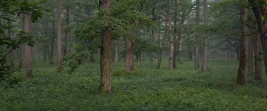 Muhteşem yaz ormanı. Sis, yumuşak güneş ışığı. Güçlü ağaçlar, yeşil yapraklar, bitkiler. Atmosferik rüya gibi bir manzara. Saf doğa, ekoloji, çevre koruma, eko-turizm, yürüyüş